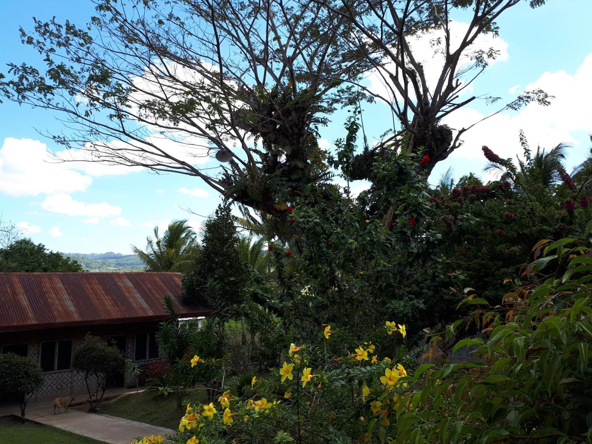 Villa Del Carmen Haven Bohol エクステリア 写真